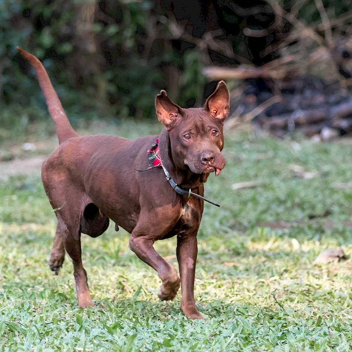 Dobby's second chance