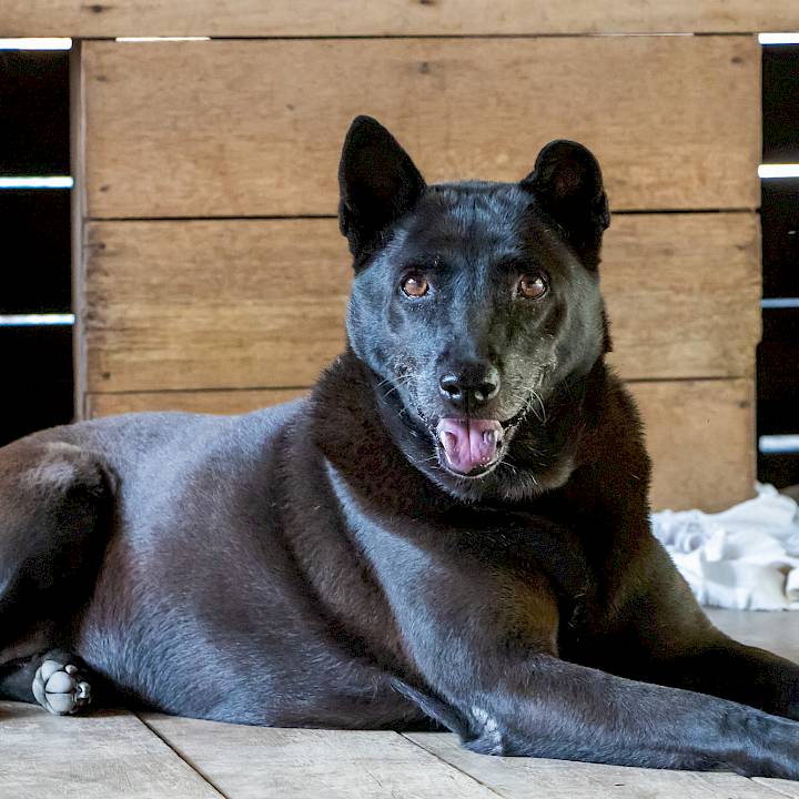 Panther