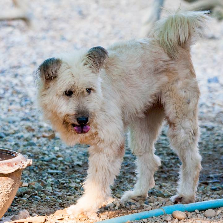 chloe-sponsor-wvs-thailand