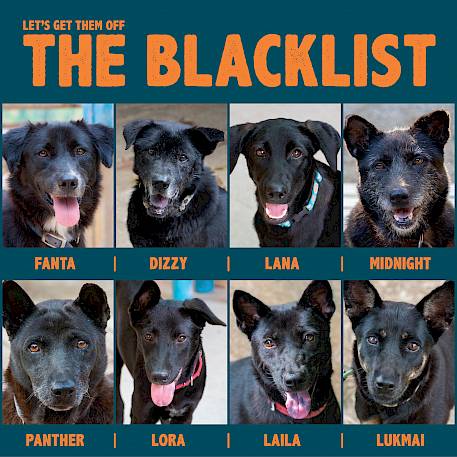 Why You Should Adopt A Black Dog