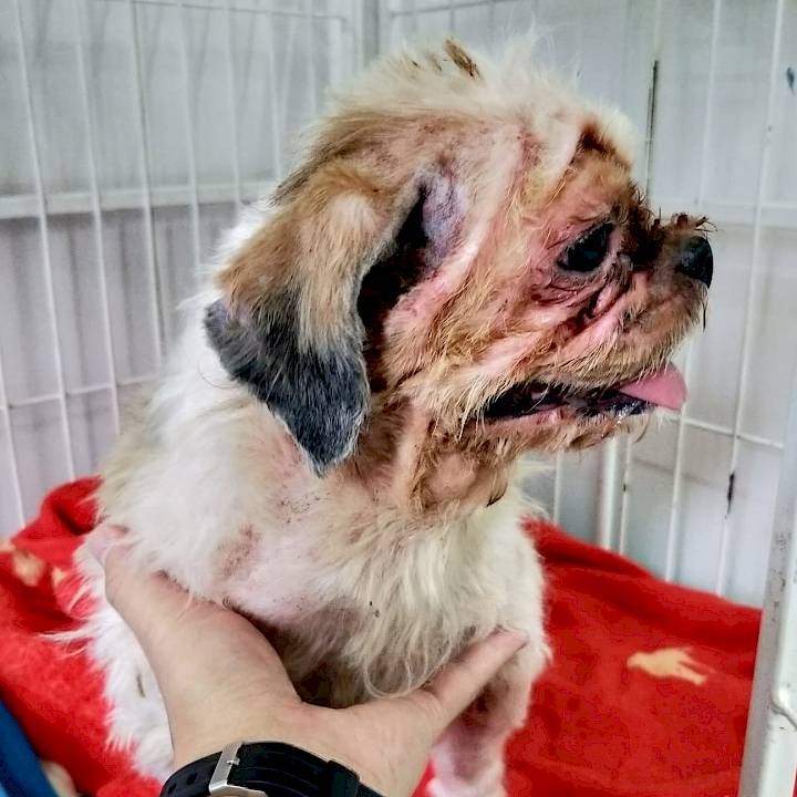 ชิสุห์ผู้ถูกทิ้งอย่างน่าสงสาร