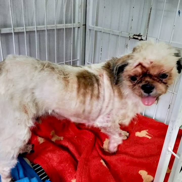 ชิสุห์ผู้ถูกทิ้งอย่างน่าสงสาร