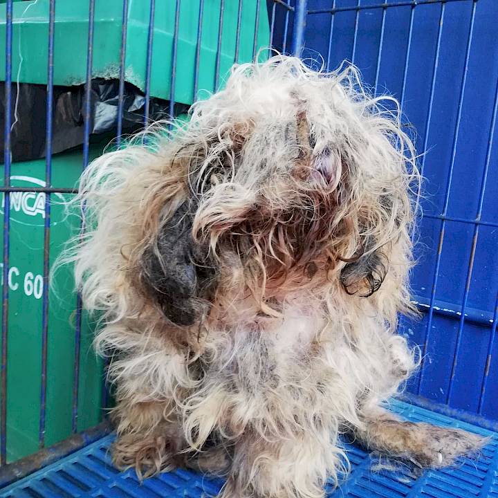 ชิสุห์ผู้ถูกทิ้งอย่างน่าสงสาร