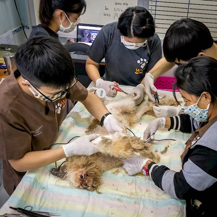 ชิสุห์ผู้ถูกทิ้งอย่างน่าสงสาร