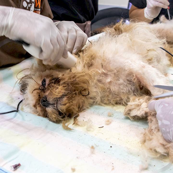 ชิสุห์ผู้ถูกทิ้งอย่างน่าสงสาร