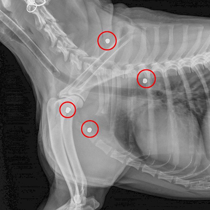 สุนัขที่ถูกยิง