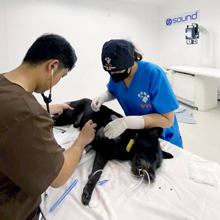 Canine Shooting Victims
