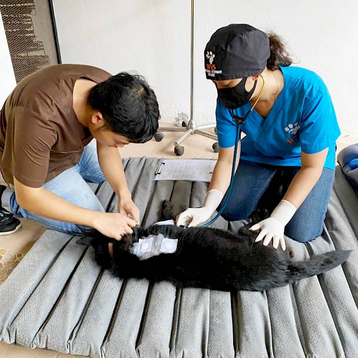 สุนัขที่ถูกยิง