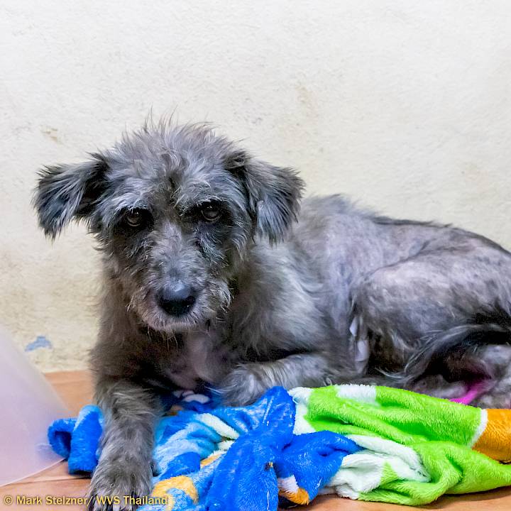 มาช่วยให้ลักกี้หายดีกันเถอะ!