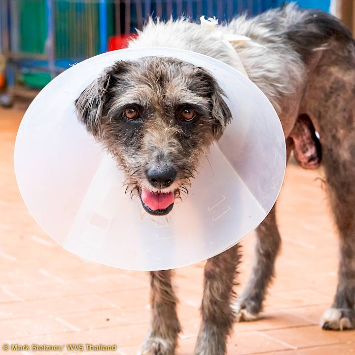 มาช่วยให้ลักกี้หายดีกันเถอะ!