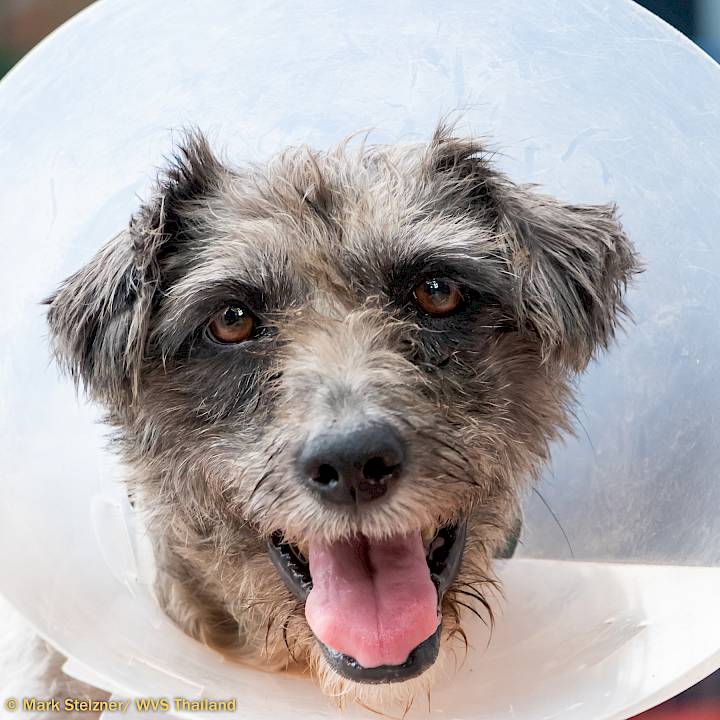 มาช่วยให้ลักกี้หายดีกันเถอะ!