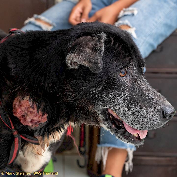 คุณปู่โชครอดแล้ว