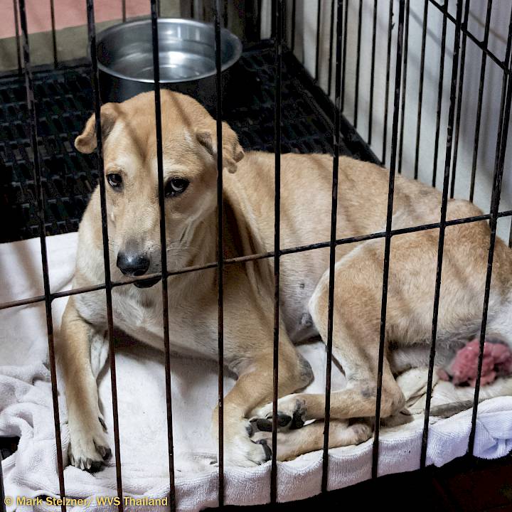 โปรดช่วยเรารักษามะเร็งให้พวกเขาด้วยค่ะ