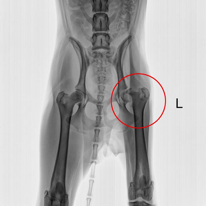 ซูกัสในระหว่างการรักษาตัว