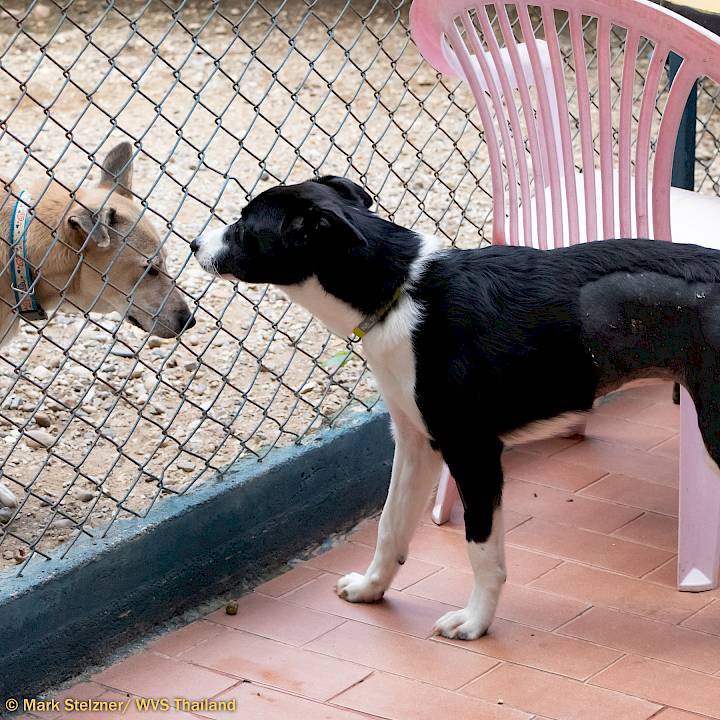 ซูกัสในระหว่างการรักษาตัว