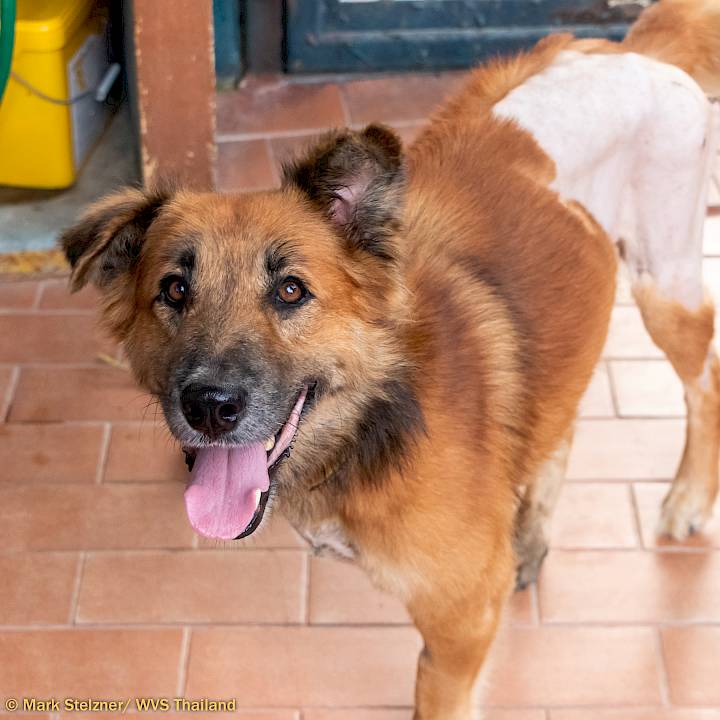 สู้ต่อไปนะดิ๊กดิ๊ก