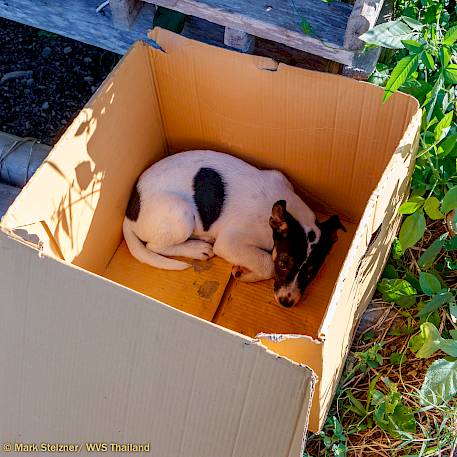 Abandoned Puppy Matilda