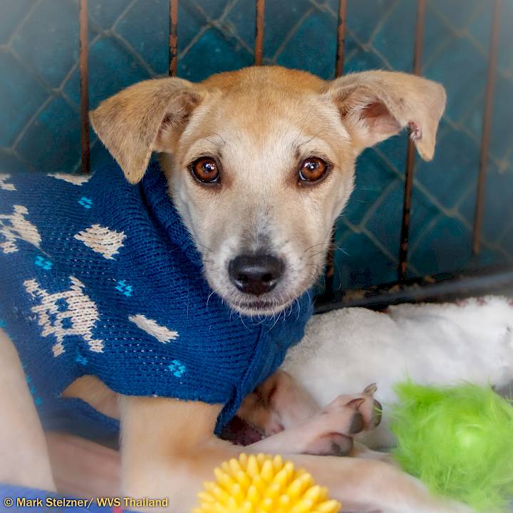 น้องหูกวางรอดแล้ว!