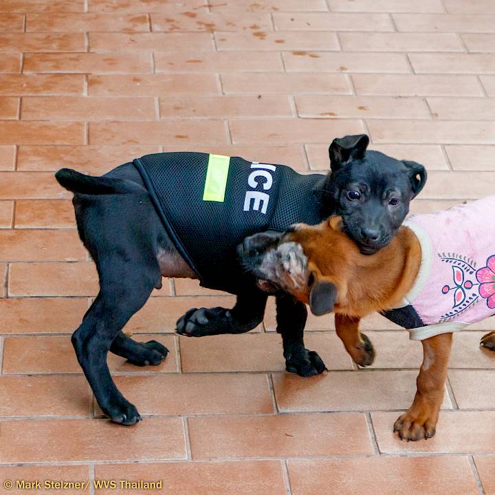 Midnight's Massive Trauma