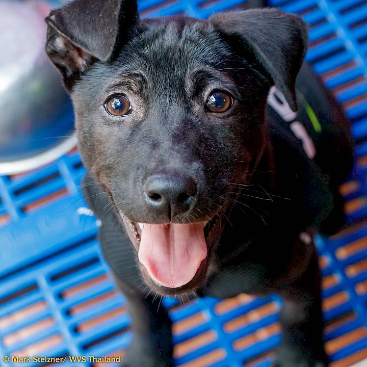 Midnight's Massive Trauma