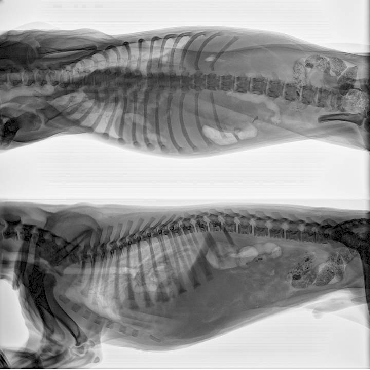 Midnight's Massive Trauma