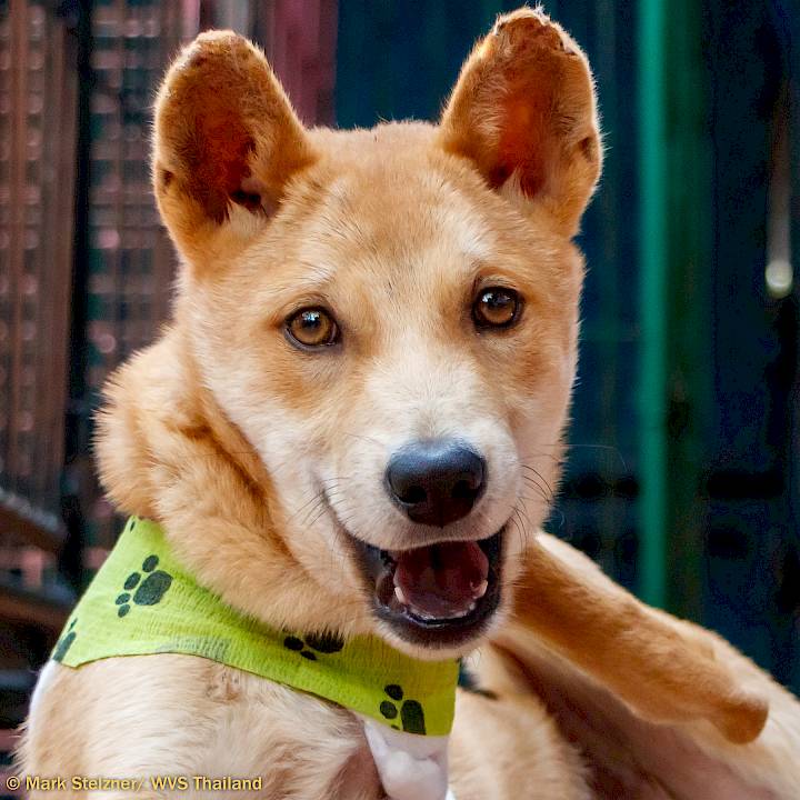 Another Young Traffic Victim