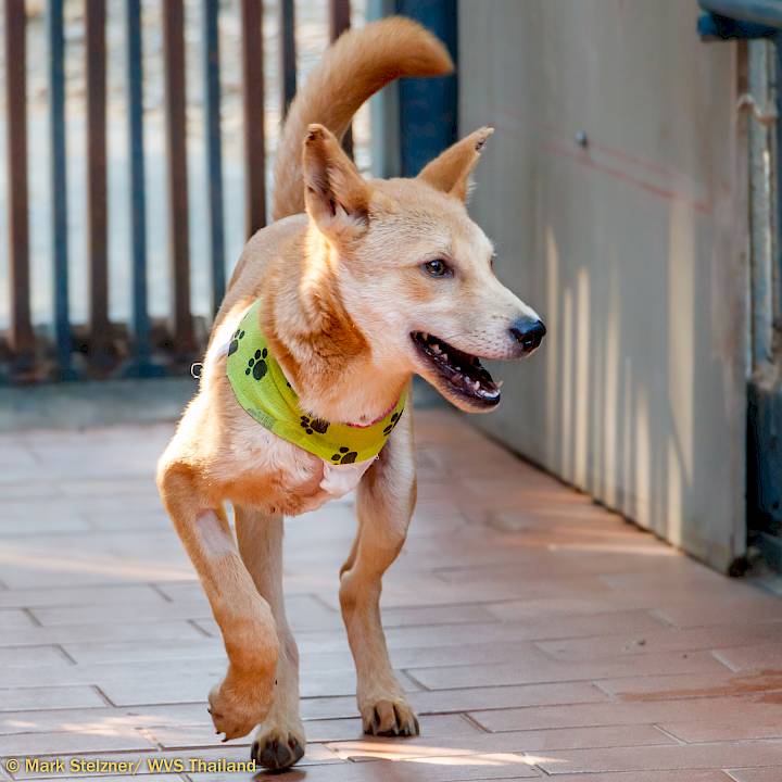 Another Young Traffic Victim