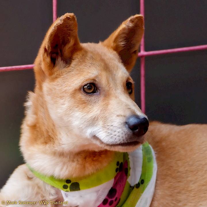 Another Young Traffic Victim