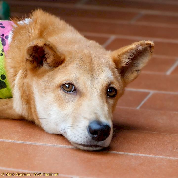 Another Young Traffic Victim