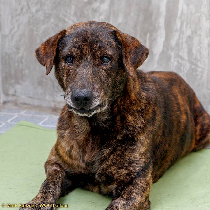 Tiger Will Roar Again!