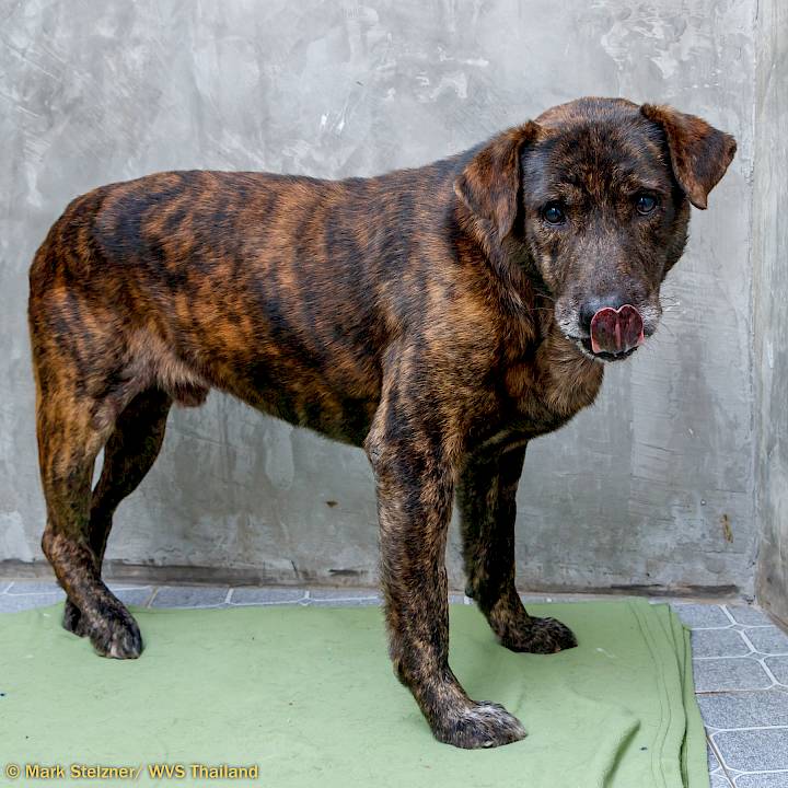 Tiger Will Roar Again!