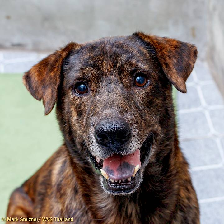 Tiger Will Roar Again!