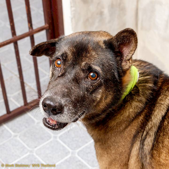 โปรดเก็บสุนัขของคุณไว้ในที่ปลอดภัย