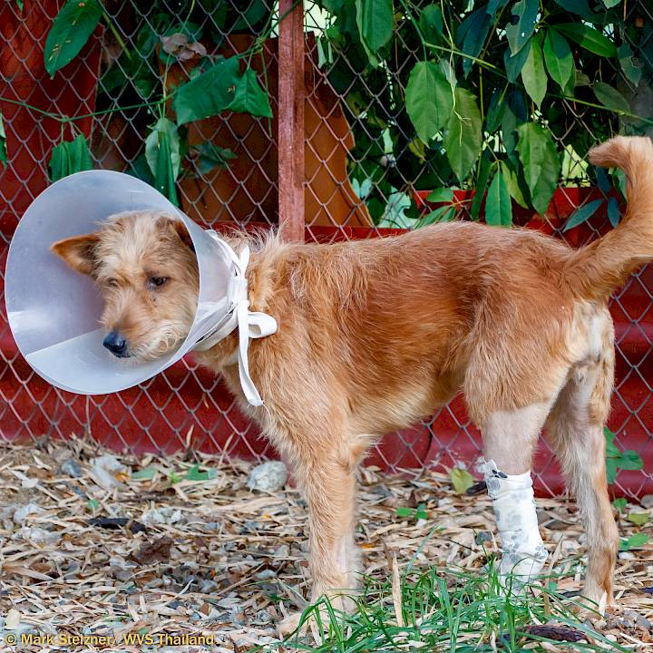 Road Casualty "Nam Tarn"