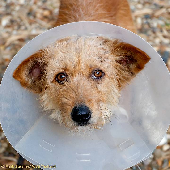 Road Casualty "Nam Tarn"