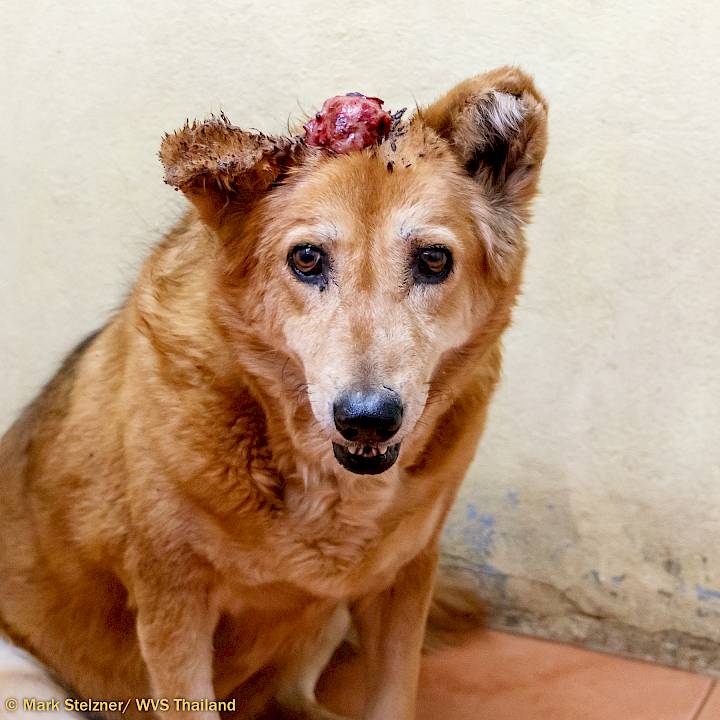 โปรดช่วยเหลือ “กี้” ร่วมไปกับเรา