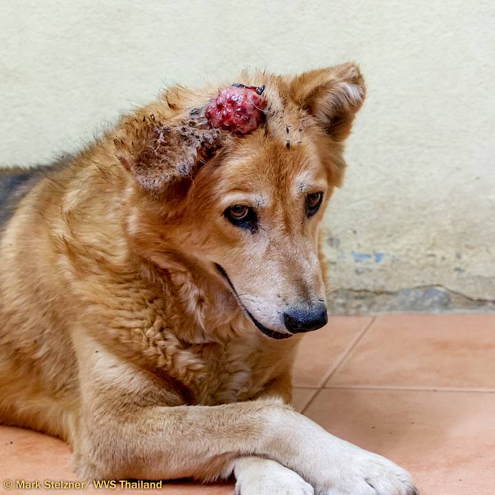 โปรดช่วยเหลือ “กี้” ร่วมไปกับเรา