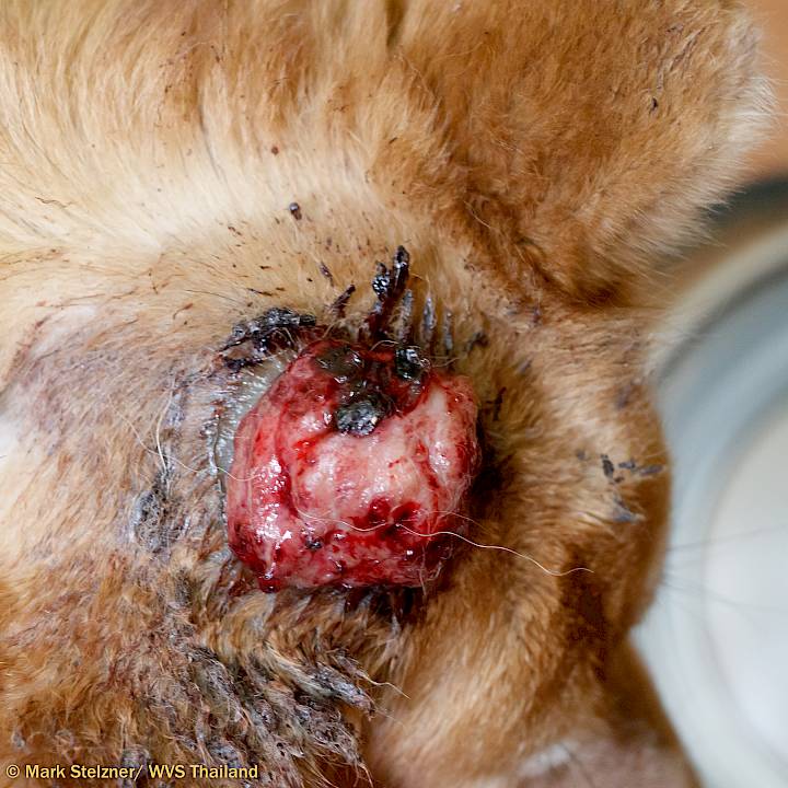 โปรดช่วยเหลือ “กี้” ร่วมไปกับเรา