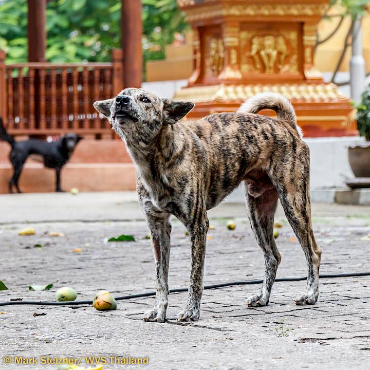 ภารกิจยังคงดำเนินต่อไป