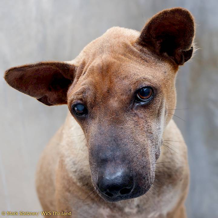 World-Class Vet Care For Strays