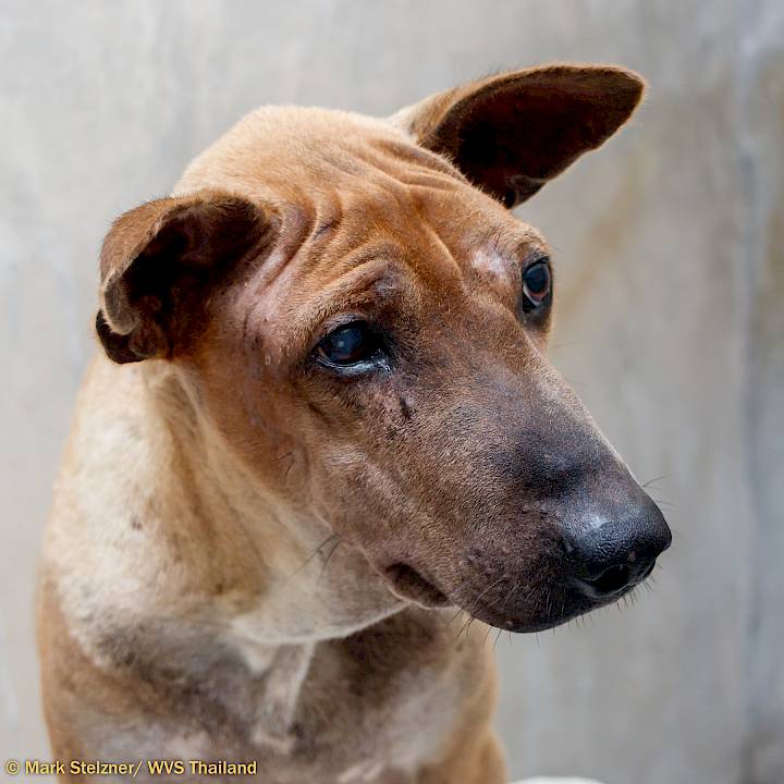 World-Class Vet Care For Strays