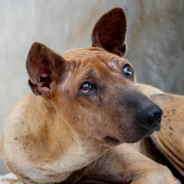 World-Class Vet Care For Strays