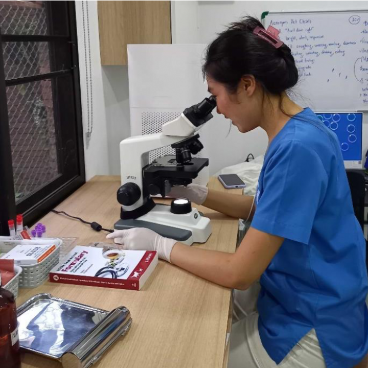 World-Class Vet Care For Strays