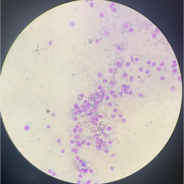 World-Class Vet Care For Strays