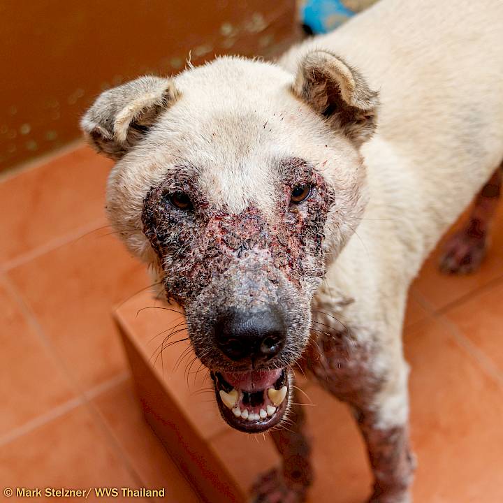 การเดินทางของบับเบิล