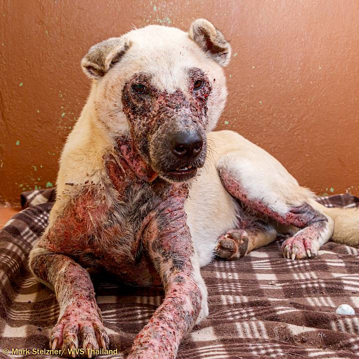 การเดินทางของบับเบิล