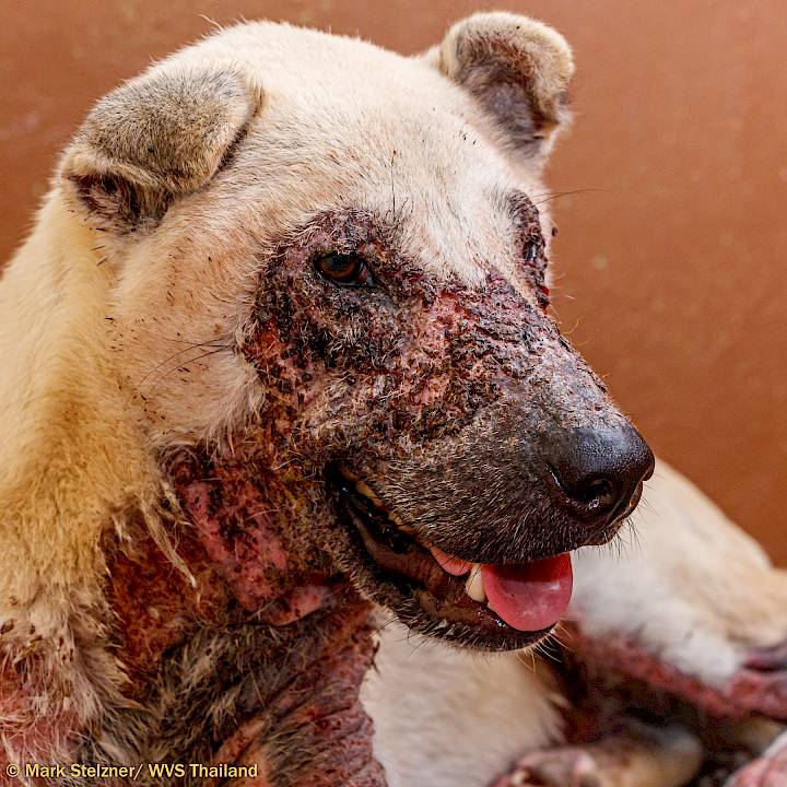 การเดินทางของบับเบิล