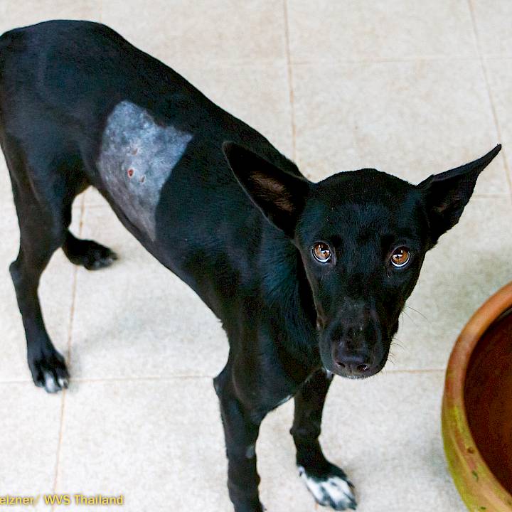 ปกป้องสัตว์เลี้ยงของคุณจากการถูกยิง