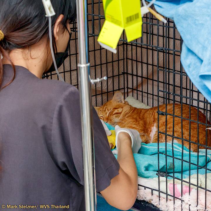 ปกป้องสัตว์เลี้ยงของคุณจากการถูกยิง