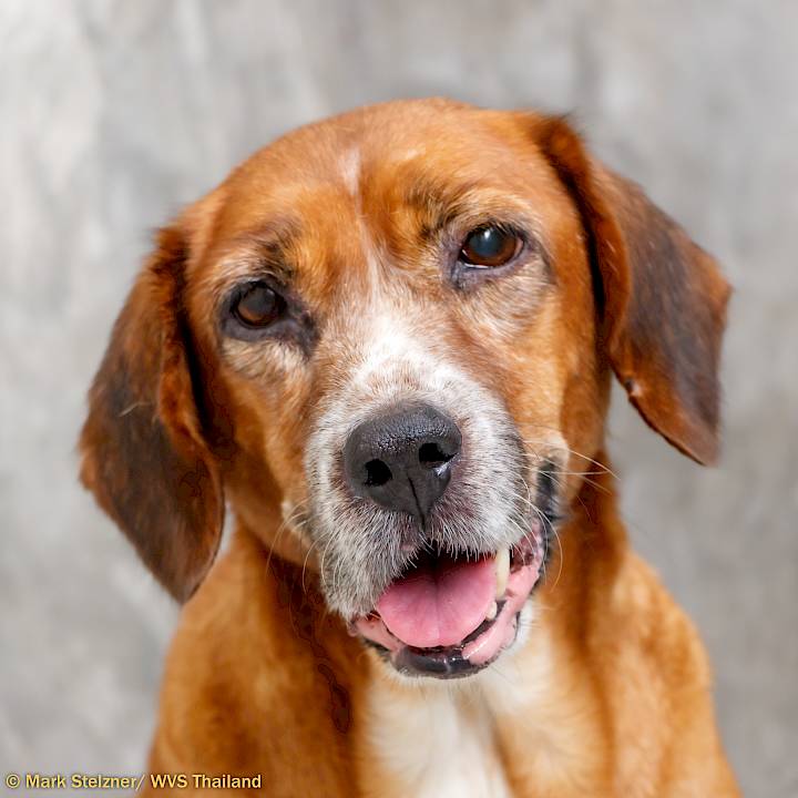 นิ่วก้อนใหญ่ของลาเต้